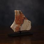 Het oude Egypte, een kalksteenfragment met een zeeman in een, Verzamelen