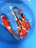 Hirasawa Marusei 45-55cm (Japanse Koi), Ophalen of Verzenden