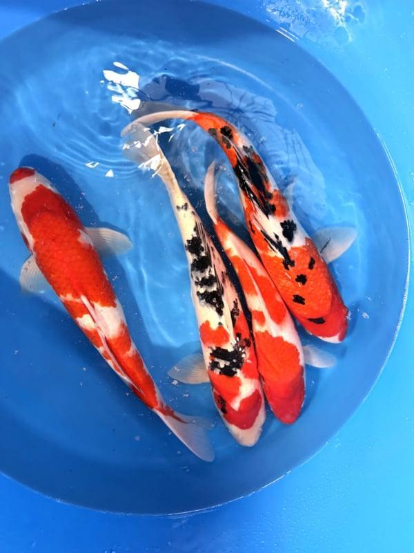 Hirasawa Marusei 45-55cm (Japanse Koi), Jardin & Terrasse, Étangs, Enlèvement ou Envoi