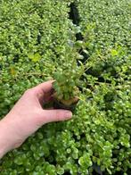 Rotala Rotundifolia (Aquariumplanten, Aquarium producten), Animaux & Accessoires, Poissons | Aquariums & Accessoires, Verzenden