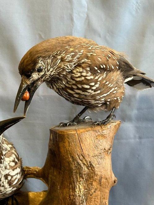 Hazelaar Taxidermie volledige montage - Nucifraga, Verzamelen, Dierenverzamelingen
