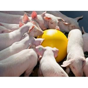 Balle anti-stress plast. 30cm pour porcelets, Articles professionnels, Agriculture | Aliments pour bétail