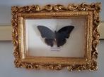 Vlinder Taxidermie wandmontage - Charaxes Tiridates - 15 cm, Nieuw