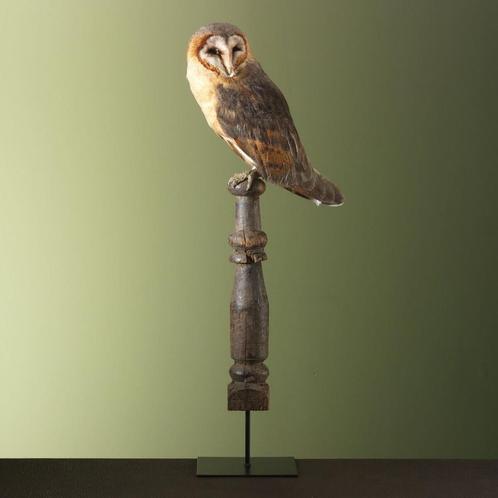 Kerkuil Taxidermie Opgezette Dieren By Max, Verzamelen, Dierenverzamelingen, Opgezet dier, Nieuw, Vogel, Ophalen of Verzenden