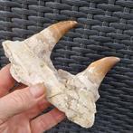 Fossil mosasaur jaw - Gefossiliseerde kaak - Mosasaurus