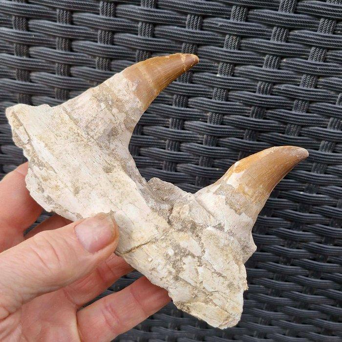 Fossil mosasaur jaw - Gefossiliseerde kaak - Mosasaurus, Collections, Minéraux & Fossiles