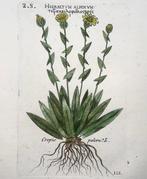 Pierre Richer de Belleval - Lot of 3 engravings. Botany: