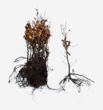 Beukenhaag - Groene beuk - Fagus sylvatica - 60 t/m 200cm, Tuin en Terras, Ophalen of Verzenden