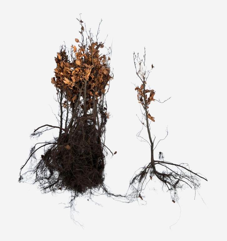 Beukenhaag - Groene beuk - Fagus sylvatica - 60 t/m 200cm, Tuin en Terras, Planten | Struiken en Hagen, Ophalen of Verzenden