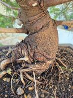 Aleppo Pine bonsai - Verzamelstuk - Hoogte (boom): 60 cm -