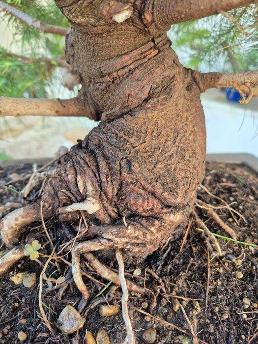Aleppo Pine bonsai - Verzamelstuk - Hoogte (boom): 60 cm -, Antiek en Kunst, Curiosa en Brocante