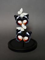 Vlinder Taxidermie volledige montage - Hypolimnas dexithea x, Verzamelen, Nieuw