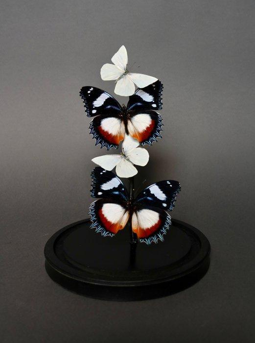 Vlinder Taxidermie volledige montage - Hypolimnas dexithea x, Verzamelen, Dierenverzamelingen