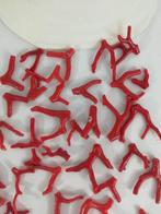 Bloedkoraal Koraal - Corallium rubrum (Zonder minimumprijs), Nieuw