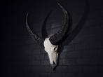 Water Buffalo Skull Schedel - Bubalus bubalis - 32 cm - 92, Verzamelen, Dierenverzamelingen, Nieuw