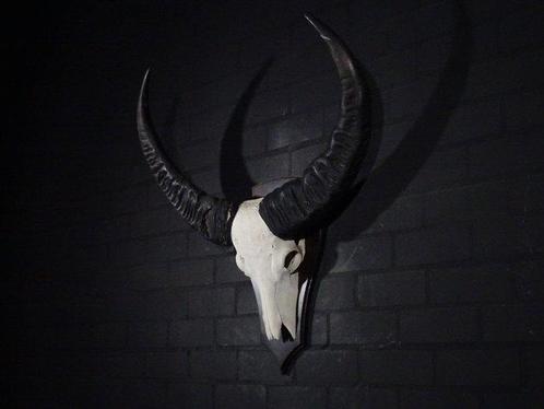 Water Buffalo Skull Schedel - Bubalus bubalis - 32 cm - 92, Verzamelen, Dierenverzamelingen