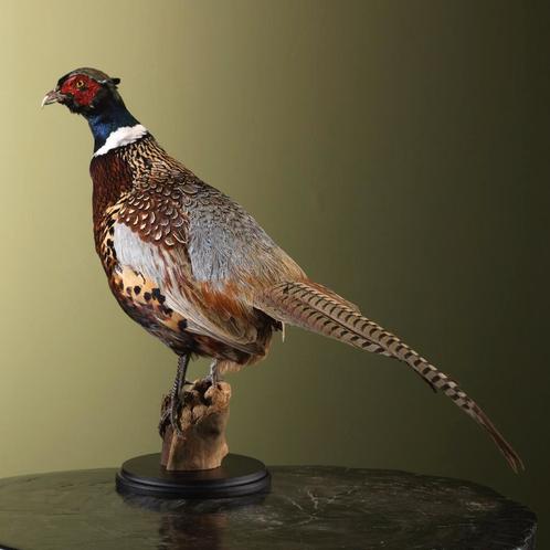 Fazant Taxidermie Opgezette Dieren By Max, Verzamelen, Dierenverzamelingen, Opgezet dier, Nieuw, Vogel, Ophalen of Verzenden