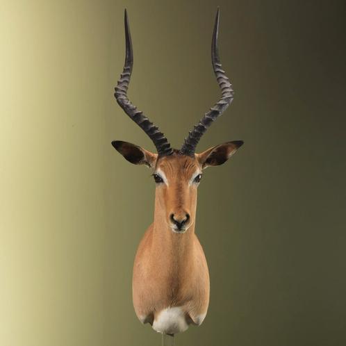 Impala Taxidermie Opgezette Dieren By Max, Verzamelen, Dierenverzamelingen, Opgezet dier, Nieuw, Wild dier, Ophalen of Verzenden