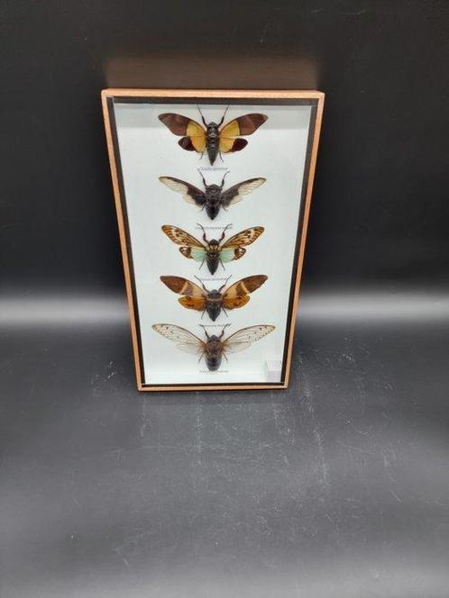 Large Frame - Real Cicades - Vitrinelijst - Glas, Hout, Antiek en Kunst, Kunst | Designobjecten