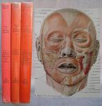 Sobotta / Becher - Atlas of Human Anatomy - 1975, Antiek en Kunst