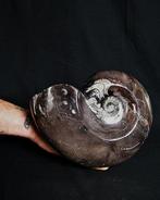 Goniatiet - Gefossiliseerde schelp - Goniatite Pieza, Verzamelen