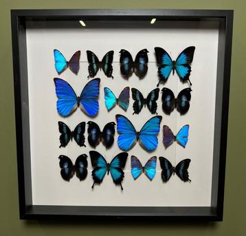 Vlinders in Lijst Taxidermie Opgezette Dieren By Max beschikbaar voor biedingen