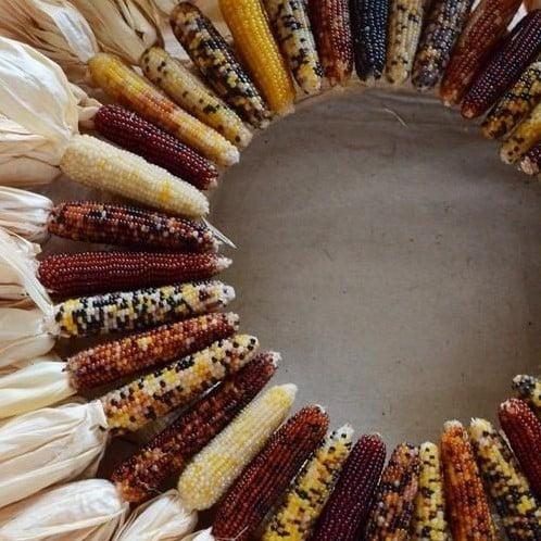 Zea pofmais baby finger mini mix decoratieve 100 zaden, Hobby & Loisirs créatifs, Bricolage