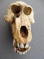 Baviaan Schedel - Papio anubis - with proof of legal origin, Nieuw