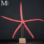 Grote Rode Zeester - GIGANTISCH !!! Taxidermie volledige, Collections