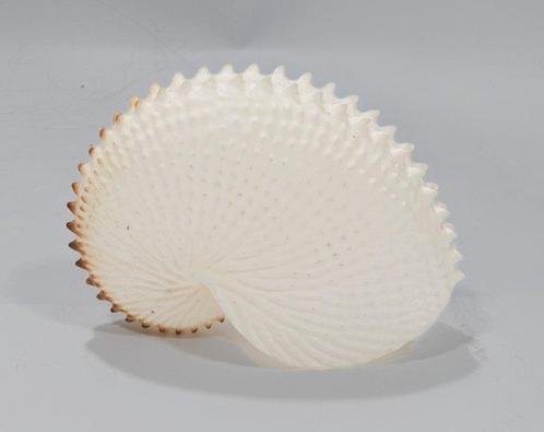 Taille extra - 1a Schneckenhaus  Argonauta argo - Un, Verzamelen, Dierenverzamelingen