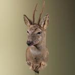 Reebok Wintervacht Taxidermie Opgezette Dieren By Max, Ophalen of Verzenden, Nieuw, Wild dier, Opgezet dier