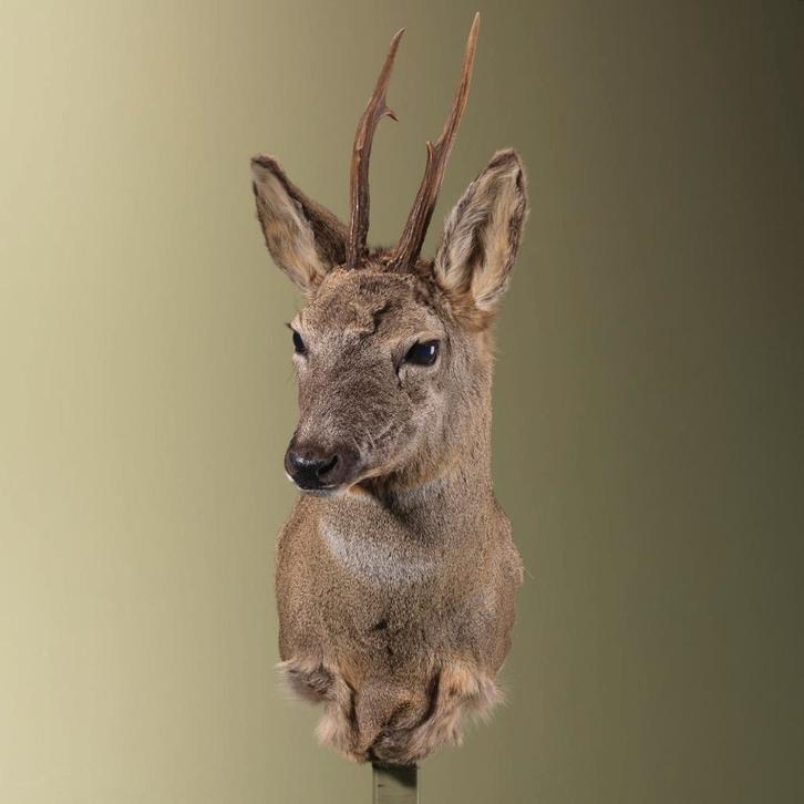 Reebok Wintervacht Taxidermie Opgezette Dieren By Max, Verzamelen, Dierenverzamelingen, Opgezet dier, Nieuw, Wild dier, Ophalen of Verzenden