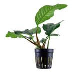 Anubias Coffeifolia - Pot, Dieren en Toebehoren, Verzenden, Nieuw