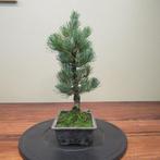 pinus parviflora - Hauteur (arbre) : 37 cm - Profondeur