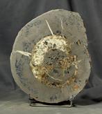 Grote gesneden ammoniet met mineralen - Gefossiliseerd dier, Verzamelen, Mineralen en Fossielen