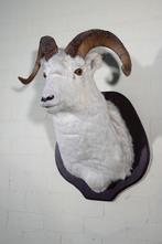 Montage dépaule de mouton Dall Support mural pour, Nieuw