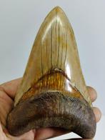Groot exemplaar van Megalodon - Fossiele tand - cacharocles, Verzamelen