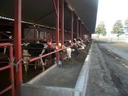 melkstal vloeren gemaakt tussen melkbeurten door, Zakelijke goederen, Landbouw | Veevoer