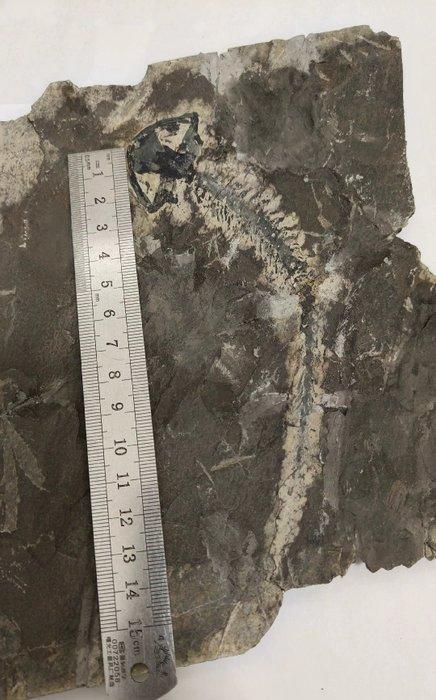 Gefossiliseerd dier - salamander and ginkgo biloba leaves -, Verzamelen, Mineralen en Fossielen