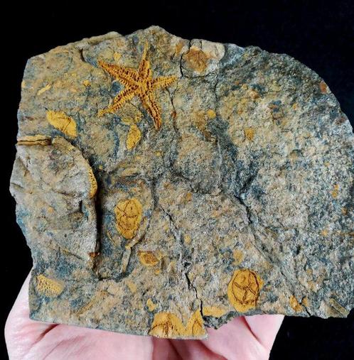 Spectaculaire fossiele zeeSter!!! - Gefossiliseerd dier -, Verzamelen, Mineralen en Fossielen