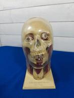 Het anatomische model Het zichtbare hoofd van Renewal -, Antiek en Kunst