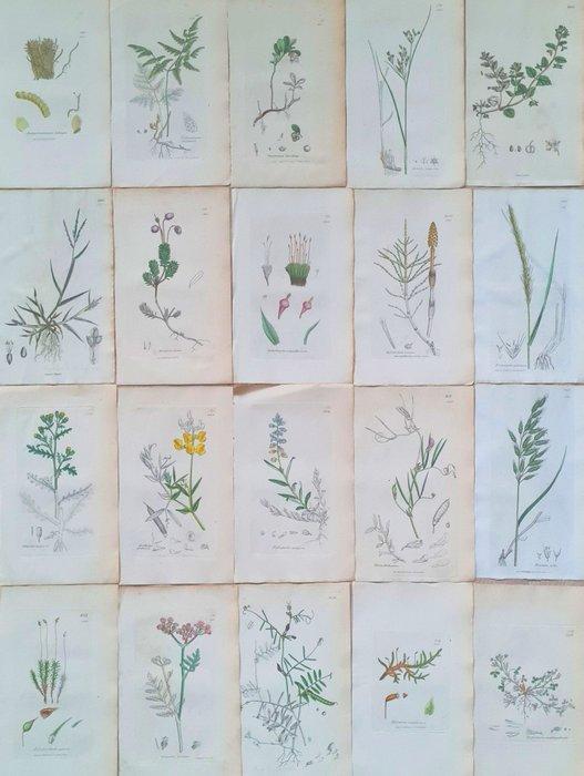 James Sowerby - 20 deels handgekleurde lithos o.a., Antiek en Kunst, Antiek | Boeken en Manuscripten