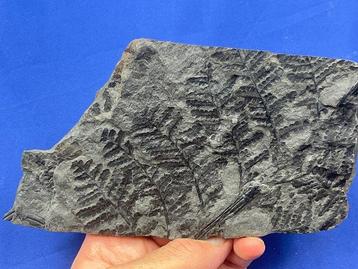 Magnifique fossile de plante du Carbonifère - Plante