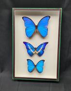 Nice 3 species Morpho specimens Collection (39X26 cm ) -, Collections, Collections Animaux