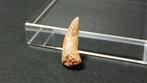 Dinosaurus - Gefossiliseerde klauw - indet. - 1.8 cm, Verzamelen