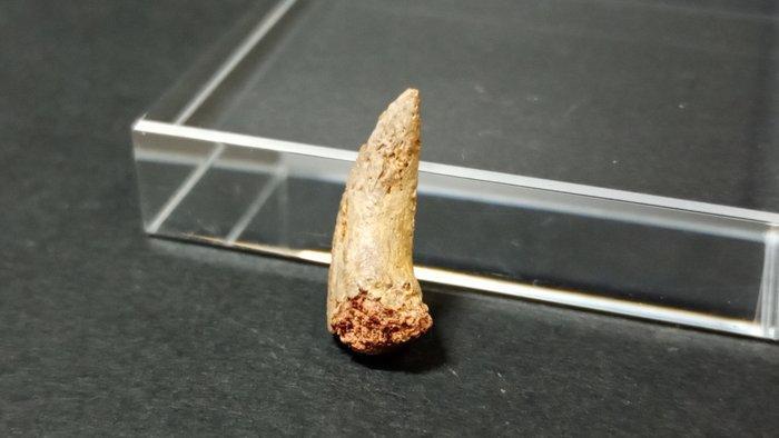 Dinosaurus - Gefossiliseerde klauw - indet. - 1.8 cm, Verzamelen, Mineralen en Fossielen