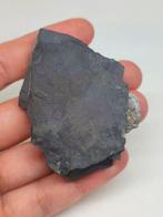 Gefossiliseerd dier - Linda Trilobite Elrathia kingii