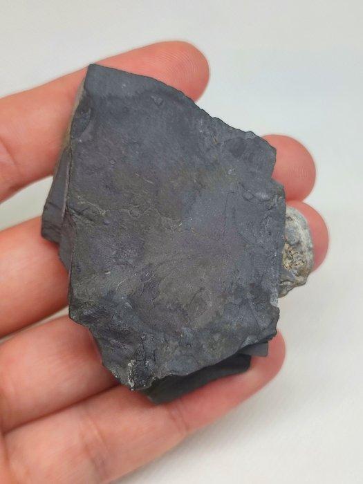 Gefossiliseerd dier - Linda Trilobite Elrathia kingii, Verzamelen, Mineralen en Fossielen