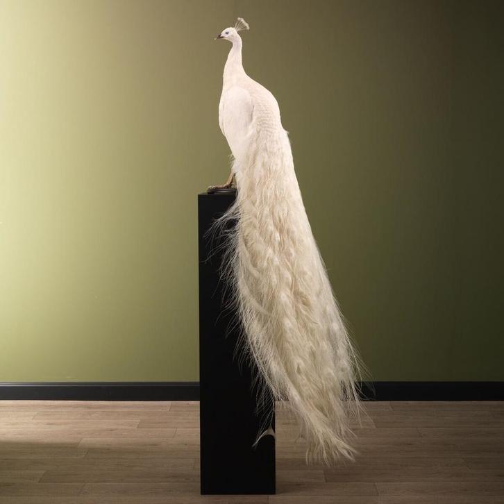 Witte Pauw Taxidermie Opgezette Dieren By Max, Verzamelen, Dierenverzamelingen, Opgezet dier, Nieuw, Vogel, Ophalen of Verzenden