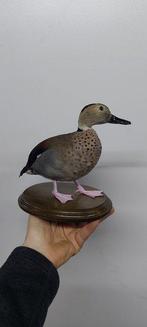 Gans Taxidermie volledige montage - Ringed teal - 30 cm - 30, Verzamelen, Nieuw